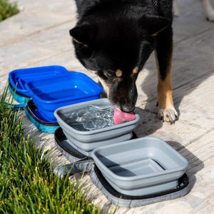 a cute dog drinking water on a grey portable water and food dog bowl next to a blue water and food dog bowl