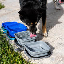 a cute dog drinking water on a grey water and food bowl next to a blue water and food bowl
