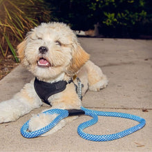 a happy puppy wearing a front end harness attached to an electric dog leash next to a tall grass on the ground