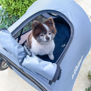 front image of a cute dog inside a blue Dog Jogger Stroller on the path way of a garden