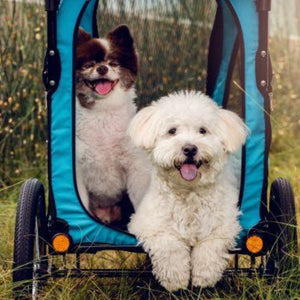 two cute dogs inside a blue pet stroller in the garden and tall grasses