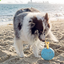 a cute dog on the beach pulling out a treat from a blue dog ball treat dispenser