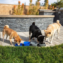 three dogs drinking on a blue and grey water and food bowl outdoors on a path walk