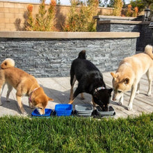 three dogs eating and drinking on a grey and blue colored portable dog bowl outdoors on a path walk next to grass