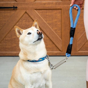 a dog wearing an electric blue reflective dog leash sitting next to a lady and a brown door 