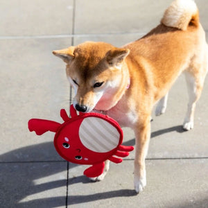 a dog with a red crab dog toy on its mouth next to his shadow 