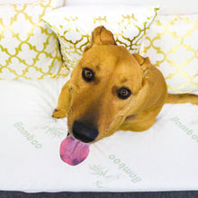 top view image of a happy dog sitting on a white memory foam dog bed next to pillows with golden prints