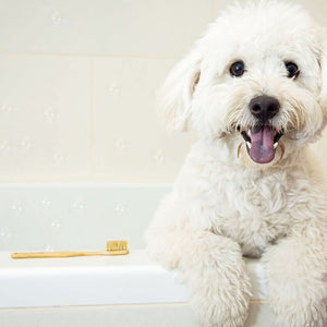 a happy white dog on the bath tub next to a bamboo toothbrush