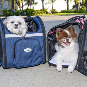 two cute dogs inside a backpack dog carrier on the streets