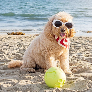 a cute dog sitting on the beach wearing sunglasses next to a green dog ball treat dispenser 