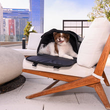 a cute dog sitting on the white wooden chair with white foam inside a black dog carrier  on the rooftop