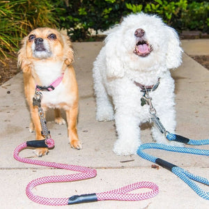 two barking dogs wearing different colored dog leash on the ground