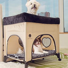 two cute dogs near the window inside a cream bedside dog lounge with zebra prints  
