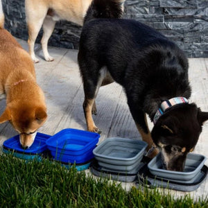 close up image of two dogs drinking on a portable dog bowl next to a grass