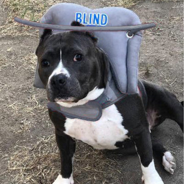 A black dog wearing a grey blind dog halo sitting on the ground