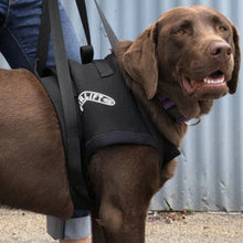A close up picture of a labrador wearing a Airlift One Amputee Harness, Front End next to a leg of  man 