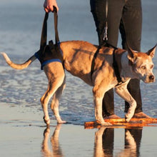 a brown dog walking on the beach with its owner wearing a Walkabout Back End Harness