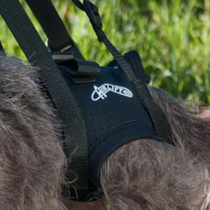 A close up view of a dog wearing Walkabout Airlift One Support Harness next to some grasses