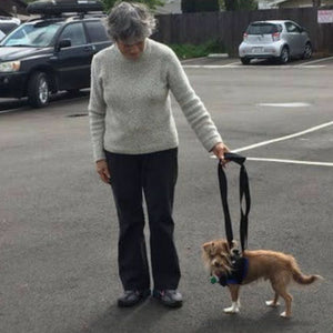 an old lady walking his yorkie on the parking lot wearing Walkabout Front End Harness and parked cars on the background 