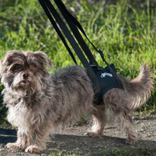 A shih tzu walking on the grass wearing Walkabout Airlift One Support Harness