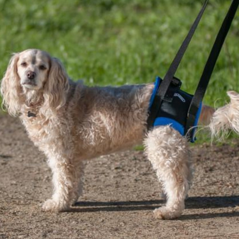 A clumber spaniel standing on the ground wearing a Walkabout  Walkabout Back End Harness