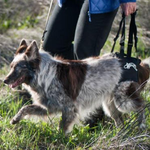 An Australian Shepperd walking on the grass wearing Walkabout Airlift One Support Harness next to a lady wearing blue jacket