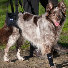 A Australian Shepperd wearing Walkabout Airlift One Support Harness next to a man outdoors