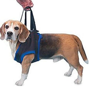 a close u view of a beagle wearing a blue Walkabout Front End Harness