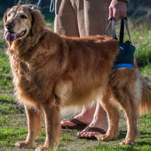 A golden retriever standing next to his owner wearing a Walkabout Back End Harness