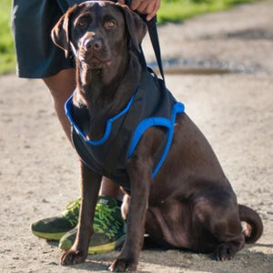 a black labrador sitting on the ground wearing a blue Walkabout Front End Harness next to its owner