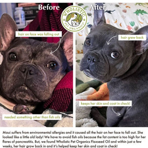 A before and after image testimony of how Flaxseed Oil works on a French Bulldog 