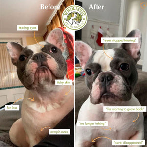 An image of before and after use effect of Immune Balance on a french bulldog 