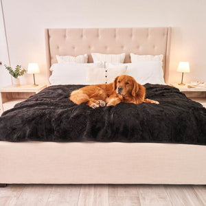 A golden retriever laying on a white bed with black dog blanket in an all white themed bedroom with bedside table and lamps