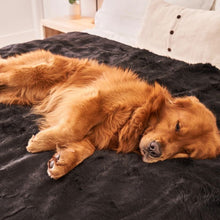 a close up image of a golden retriever sleeping on a white bed with a balck dog blanket in a modern bedroom