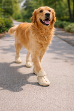 Indoor Dog Boots — Non-Slip Shoes for Floors