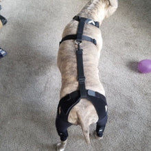 a back view of a dog wearing Walkabout Double Knee Brace next to a purple ball on the floor