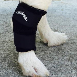 a close up image of a leg of a white dog wearing Walkabout Hock Support Brace