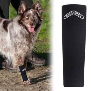 A close up image of black Walkabout Compression Sleeve and an Australian Shepperd wearing it 