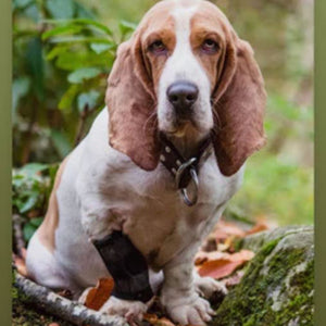 A beagle sitting on a mossy rock wearing Walkabout Carpal Support Brace and a piece of branch next to him