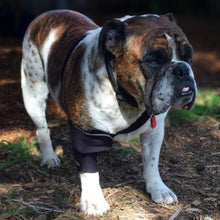 a close up image of an american bulldog standing on the ground wearing  Walkabout Elbow Support Brace