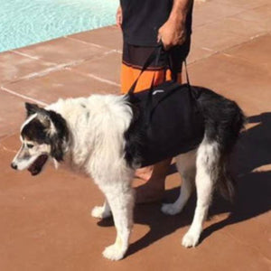 A picture of an Australian Shepperd being held by a man with Walkabelly Support Sling