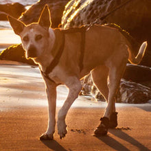 A telomian on the beach wearing Walkaboots™ Dog Traction Boots 