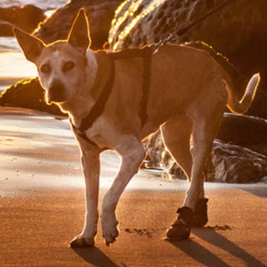 A telomian on the beach wearing Walkaboots™ Dog Traction Boots 