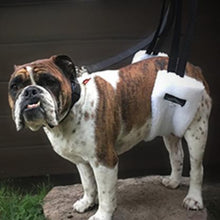 an old english bulldog standing on a stone wearing a white Walkabout The Hoistabout Lifting Aid