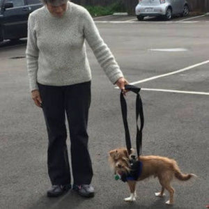 A picture of a lady and a dog wearing Airlift One Amputee Harness, Front End in the car park with two cars parked in the background 