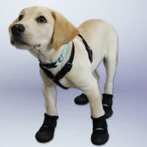 A labrador retriever wearing Walkaboots™ Dog Traction Boots