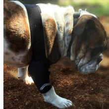 a half image of an american bulldog wearing Walkabout Elbow Support Brace