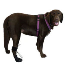 a labrador wearing a Walkabout The Toe'sUP Walkaboot on its hind leg