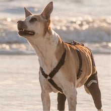 A brown dog in the beach wearing Walkabout Chest Halter next to the waves