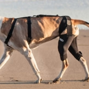 a sideview image of a dog wearing Walkabout Double Knee Brace walking on the beach